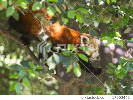 red panda on tree red panda on tree 17003441