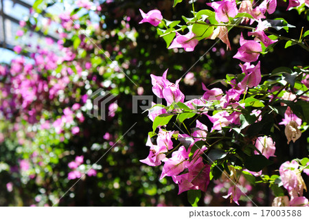 Bougainvillea 17003588