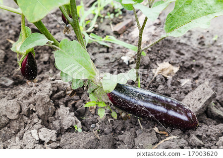 ripe aubergine on bed in garden 17003620