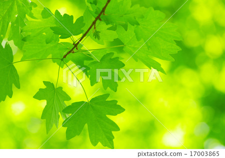 green leaves 17003865