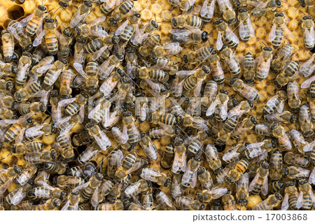 bees swarming on a honeycomb bees swarming on a honeycomb 17003868