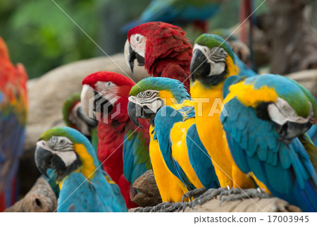 parrot parrot 17003945