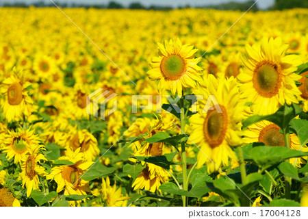 sunflower 17004128