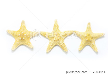 Starfish Starfish 17004441