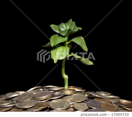 Coins and plant 17004720