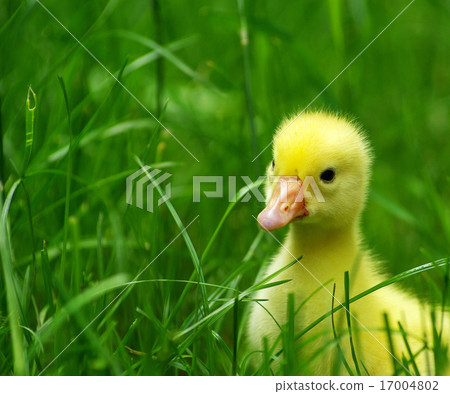 gosling in grass gosling in grass 17004802