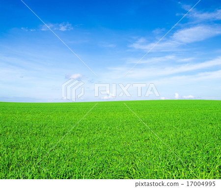 field field 17004995