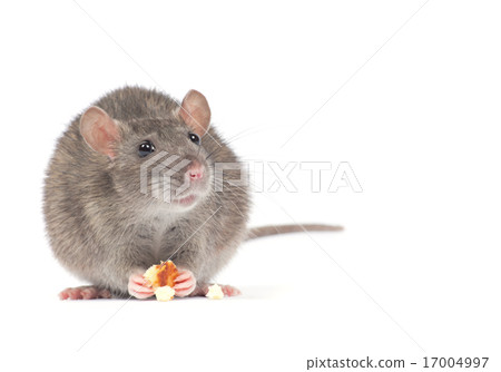 rat 17004997