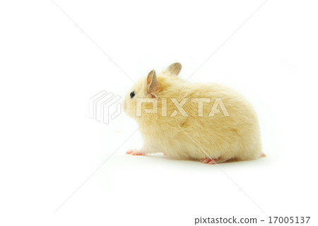 hamster hamster 17005137