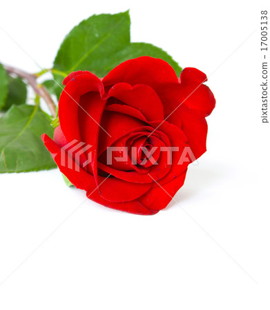 rose 17005138