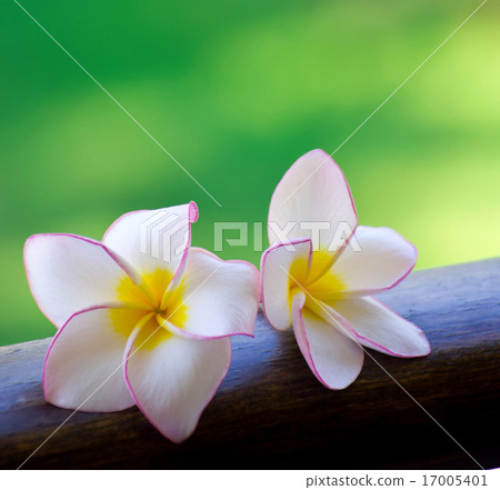 flowers flowers 17005401