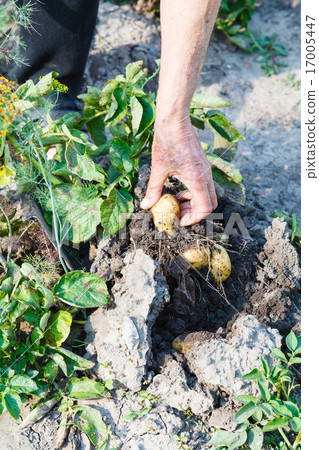 peasant gathering potatoes in garden peasant gathering potatoes in garden 17005447