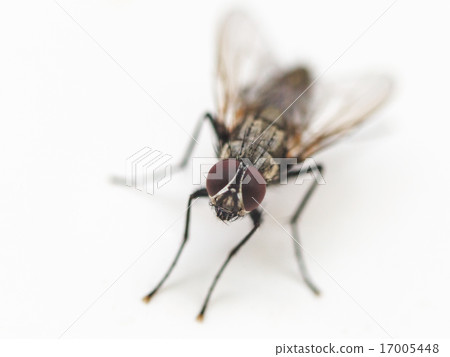 common fly close up on white common fly close up on white 17005448
