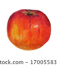 Watercolor colored pencils apple  17005583