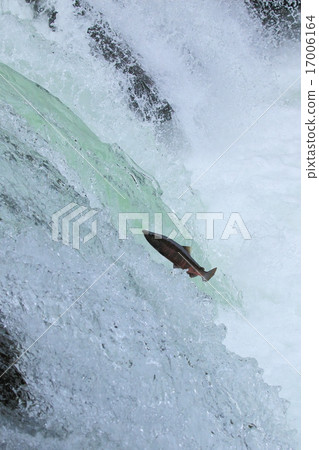 櫻花彌撒跳 17006164