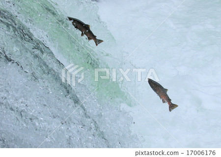 櫻花彌撒跳 櫻花彌撒跳 17006176