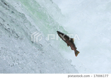 櫻花彌撒跳 17006177