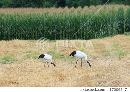 Summer crane Summer crane 17006247