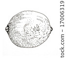Hand drawn ink lime sketch 17006319
