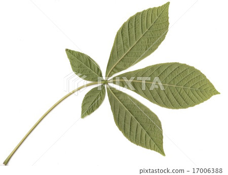 Left side of the leaves of Toshinoki 17006388