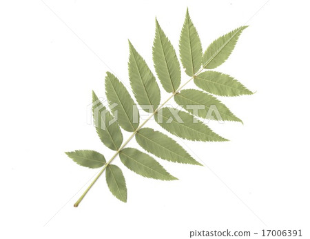 Leaf side of leaf of Nanakamado 17006391