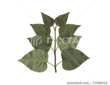 Lilac leaves 17006416