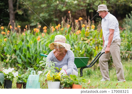 Happy grandmother and grandfather gardening Happy grandmother and grandfather gardening 17008321