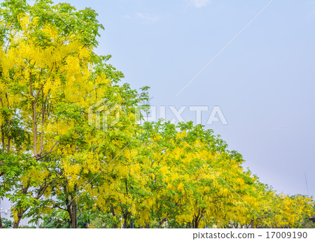 Golden Shower flower in Chiang mai Thailand 17009190