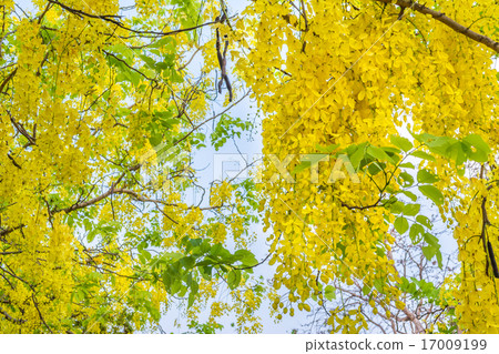 Golden Shower flower in Chiang mai Thailand 17009199