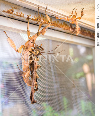 spiny, stick, terrestrial 17009289