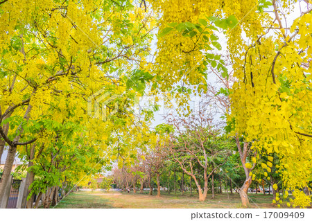 Golden Shower flower in Chiang mai Thailand Golden Shower flower in Chiang mai Thailand 17009409