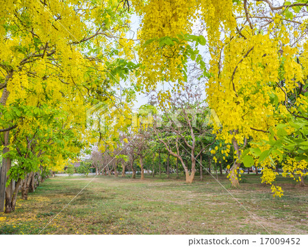 Golden Shower flower in Chiang mai Thailand 17009452