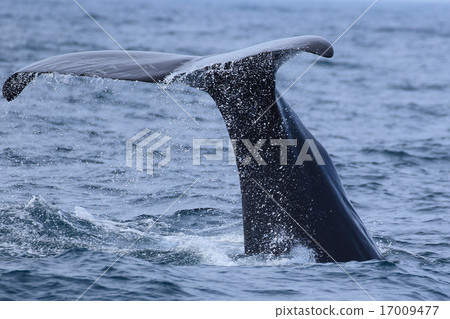 Shiretoko's whale watching sperm whale 17009477