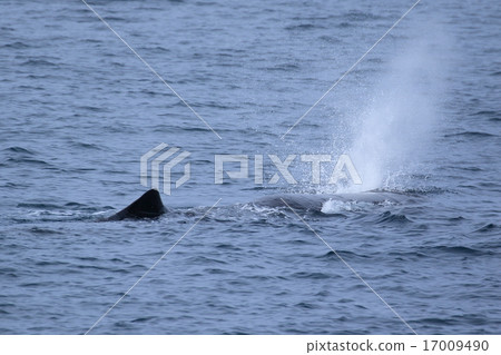 Shiretoko's whale watching sperm whale 17009490