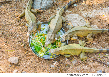 iguana iguana 17009593
