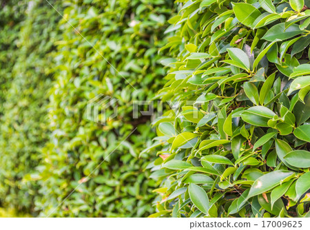 image of Leaf wall for background usage. 17009625