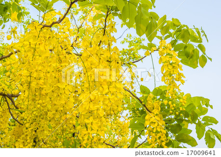 Golden Shower flower in Chiang mai Thailand 17009641
