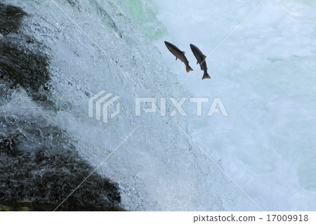 櫻花的瀑布穿過櫻花樹 17009918