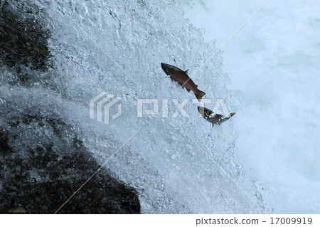 櫻花的瀑布穿過櫻花樹 17009919