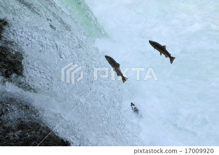 櫻花的瀑布穿過櫻花樹 櫻花的瀑布穿過櫻花樹 17009920