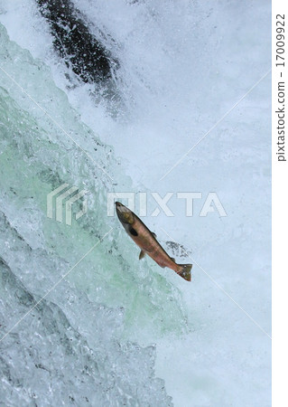 Sakura's waterfall crosses the cherry tree 17009922