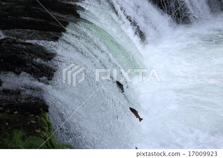 櫻花的瀑布穿過櫻花樹 17009923