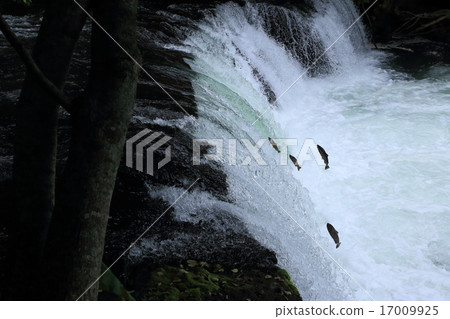 Sakura's waterfall crosses the cherry tree 17009925