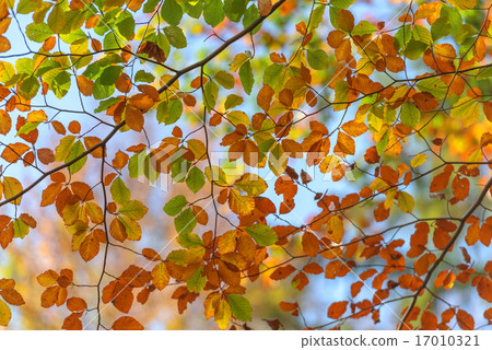 leaf leaf 17010321