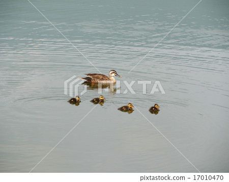Parent and child of duck Parent and child of duck 17010470