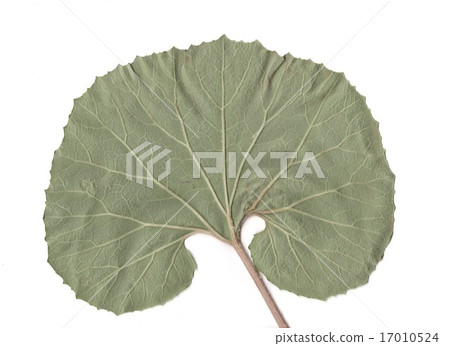 Fuuki's leaf back Fuuki's leaf back 17010524