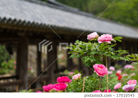 和田寺 和田寺 17010545