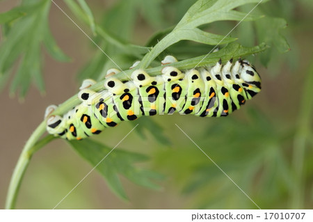 The larva of the yellowfin tuna 17010707