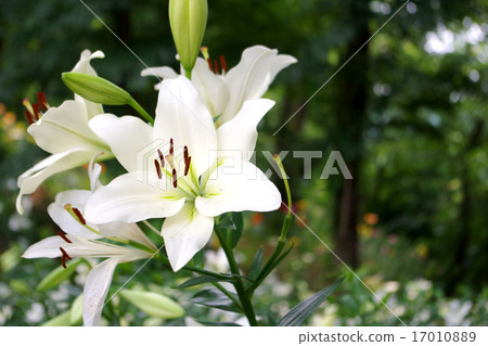 百合 百合 17010889