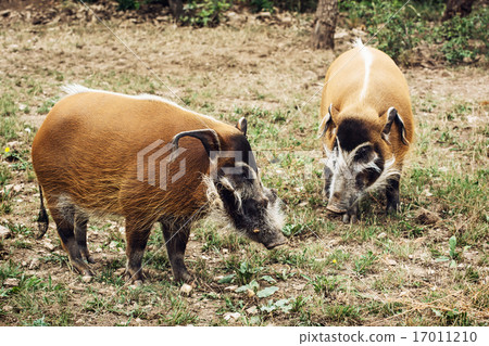 Red river hog (Potamochoerus porcus) Red river hog (Potamochoerus porcus) 17011210